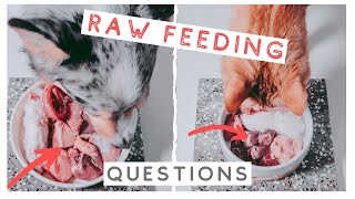 7 Most Common Questions About Raw Feeding Answered