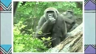 Takalani Sesame AMAZING ENG