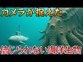【衝撃】カメラが捉えた巨大海洋生物10選！ピックアップトラックより大きい魚が実在！想像を超える深海の世界