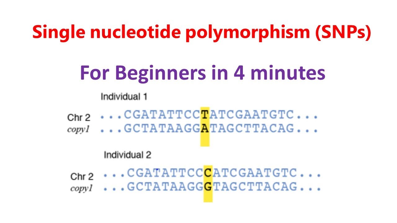 snps Update Đa hình nucleotide đơn | SNP | SNP cho người mới bắt đầu |
