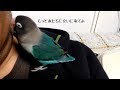 ボタンインコのボタンちゃん 大好きなカレに再会