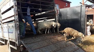 WE Bought 44 Sacrificial Lambs - SHEEP DOWNLOAD ( Sheep lamb videos sheep breeding sheep breeding