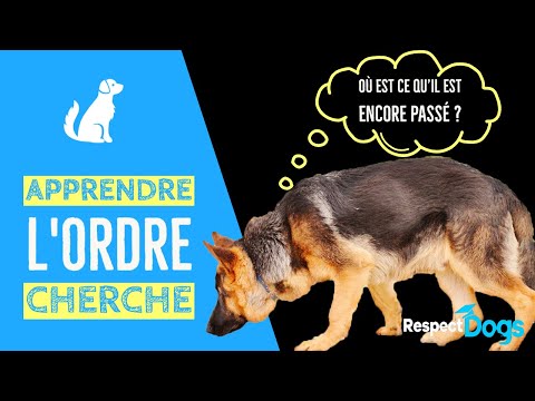 Vidéo: Comment apprendre à votre chien à jouer à chercher