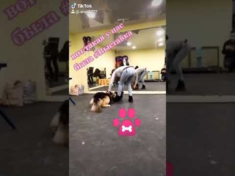 КСПС КУПА Владивосток. Выставки собак.
