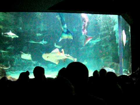 Mermaid Show At Ripley S Myrtle Beach You Mermaid Show At Ripley S Myrtle Beach