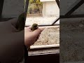 اطلاق سراح طائر الخضري lacher un oiseaux ds la nature verdier #birds #calopsitte #الحسون ##pets