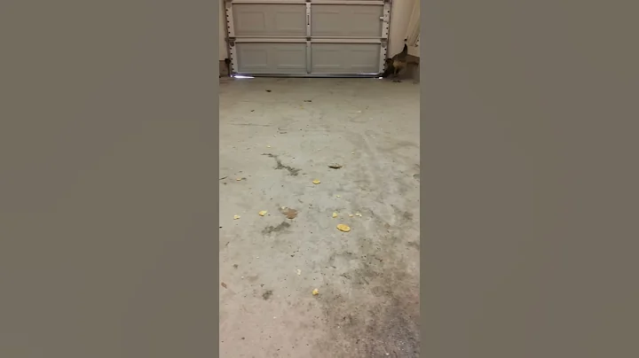 Chronicles of Patty Peacock pt. 1