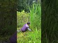 Routine hoeing is carried out by farmers using sharp tools #shorts