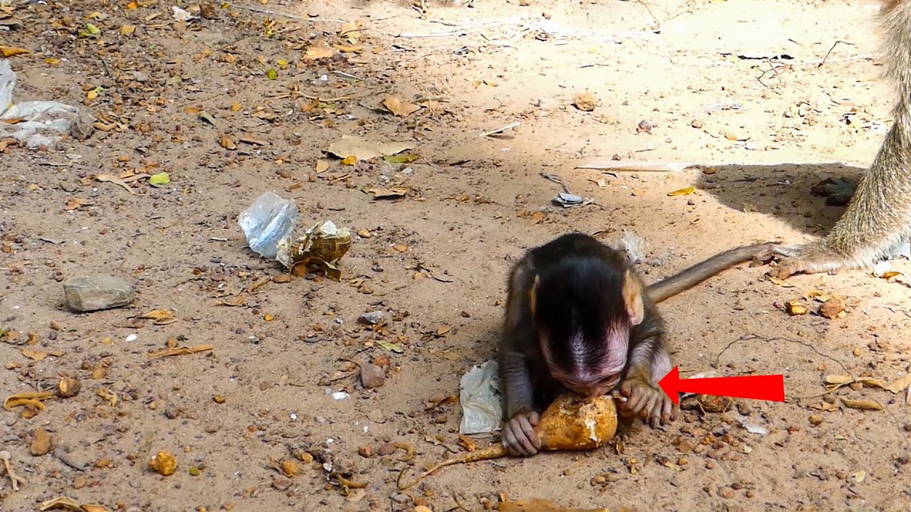 Tobias Monkey tries to eat food that The rest from Mom Toma