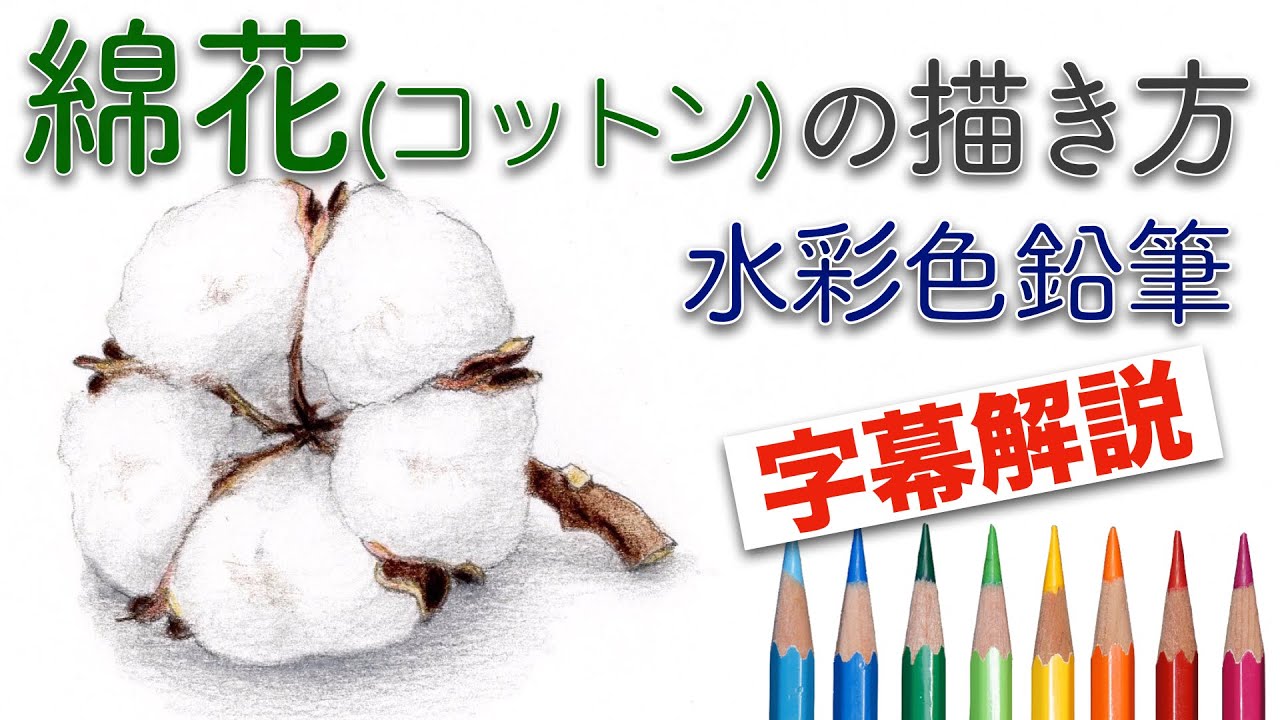 綿花 コットン の描き方解説 水彩色鉛筆 How To Draw A Cotton With Watercolor Pencils Youtube