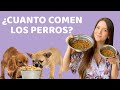 ¿CUÁNTO COME UN CACHORRO Y UN PERRO ADULTO? | Guía de alimentación - Lauvet