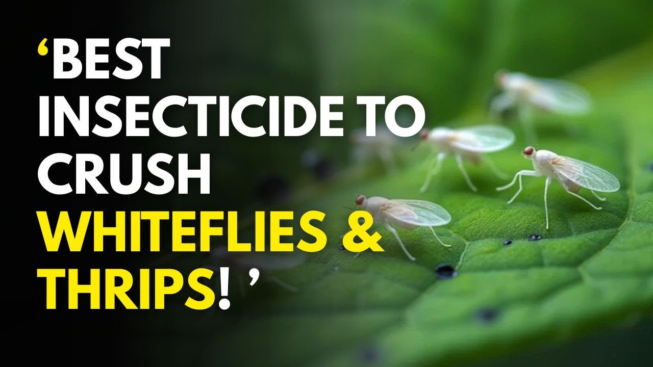 Best Insecticide to Crush Whiteflies & Thrips—Billionaire 500WP - YouTube