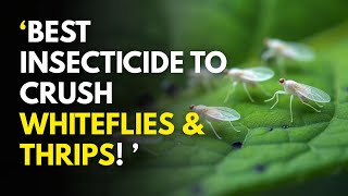 Best Insecticide to Crush Whiteflies Thrips Billionaire 500WP