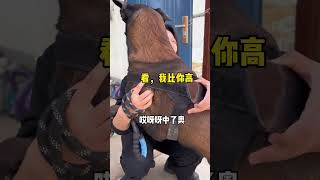 宠粉丝的第N天，我看看还有哪只狗不服 #马犬 #藏獒 #萌宠 #dog