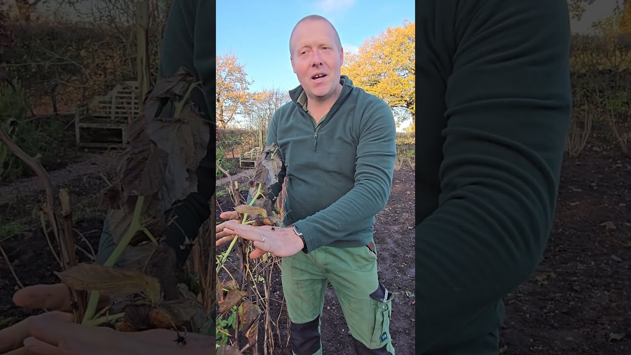 Head Gardener Ross Underwood Talks About Raspberry Pruning At Goldstone Hall Hotel