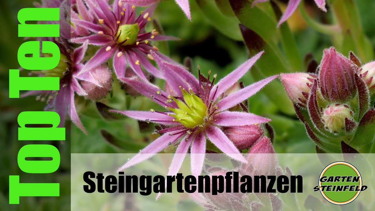 Die Top Ten der Steingartenpflanzen