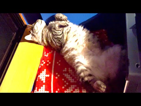 子育てから少しの間解放された猫がこちら