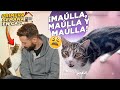 Primera semana de ADAPTACIÓN DE MI GATO EN CASA y ¡NO PARA DE MAULLAR! 🐯🔉😫 | ¿Qué pasos hay que dar?