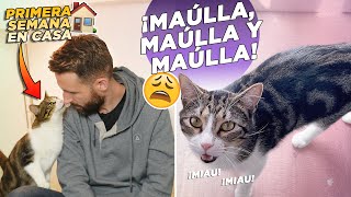 Primera semana de ADAPTACIÓN DE MI GATO EN CASA y ¡NO PARA DE MAULLAR! 🐯🔉😫 | ¿Qué pasos hay que dar? by Mascotas y Familias Felices 28,104 views 1 day ago 35 minutes