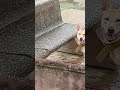 Rocky ❤️ #rocky #rock #dog #lifeisbutadream #youtubeshorts #nokia #viral #funny #love #shortvideo