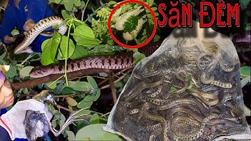 ACTV / Soi Đêm Săn Rắn Cặp Kênh Đồng Ranh Biên Giới Quá Trời Rắn 