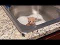 FUNNY CATS MEMES COMPILATION OF 2023 V34