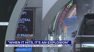 Cicadas bring business to Middle TN car wash owners by WKRN News 2 95 views 12 hours ago 1 minute, 49 seconds