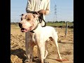 Bullykutta Super