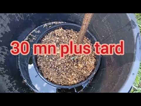 Vidéo: Arrosage des plantes en pot d'extérieur - Quand arroser les plantes en pot