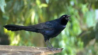 Different Calls of the Great-tailed Grackle