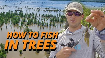 Fishing a Jig in Trees and Flooded Timber | Patrick Walters