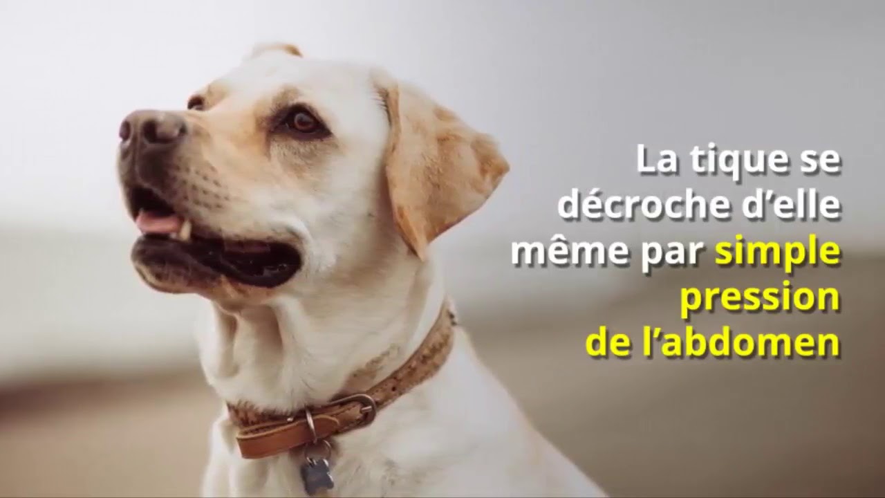 Crochet O'Tom Anti Tiques