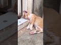 Kucing hewan kesayangan rasulloloh SAW 😉😌☺️🐈⬛