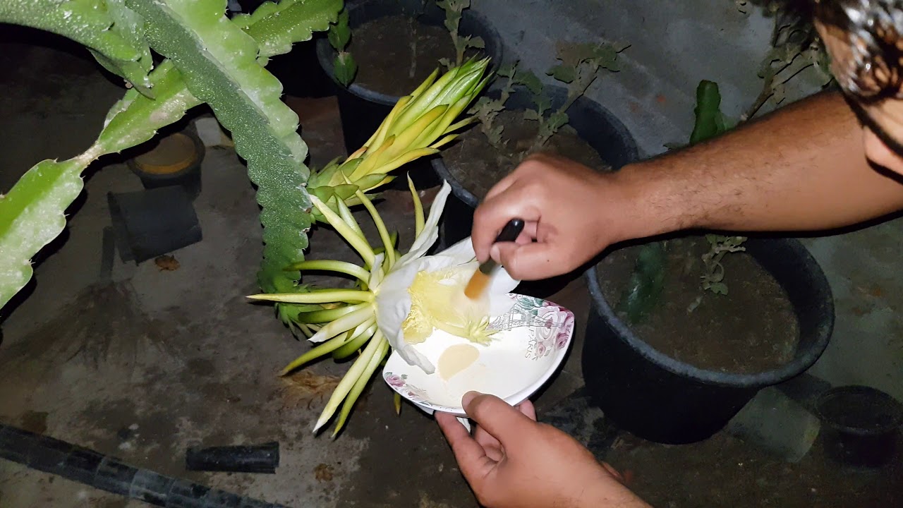 شرح عمليه جمع حبوب اللقاح وتلقيح الدراجون