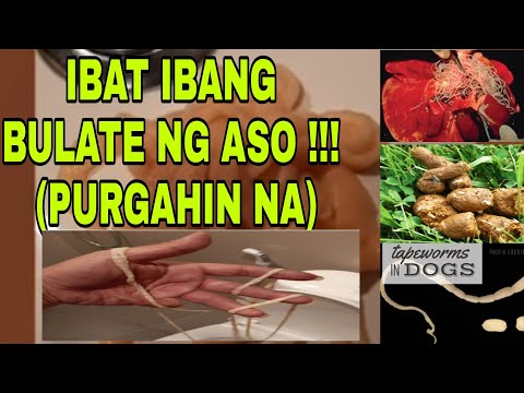 Video: Paano Makihalubilo sa isang Aso sa Ibang Mga Aso: 12 Hakbang (na may Mga Larawan)