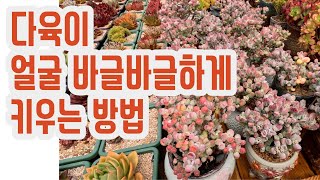 다육이 얼굴 바글바글하게 만드는 방법(多肉植物)(たにくしょくぶつ)