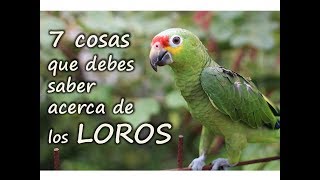 Como cuidar un LORO | Cosas que debes saber de los LOROS