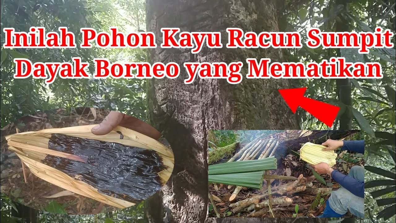 Inilah pohon kayu racun sumpit Dayak yang mematikan