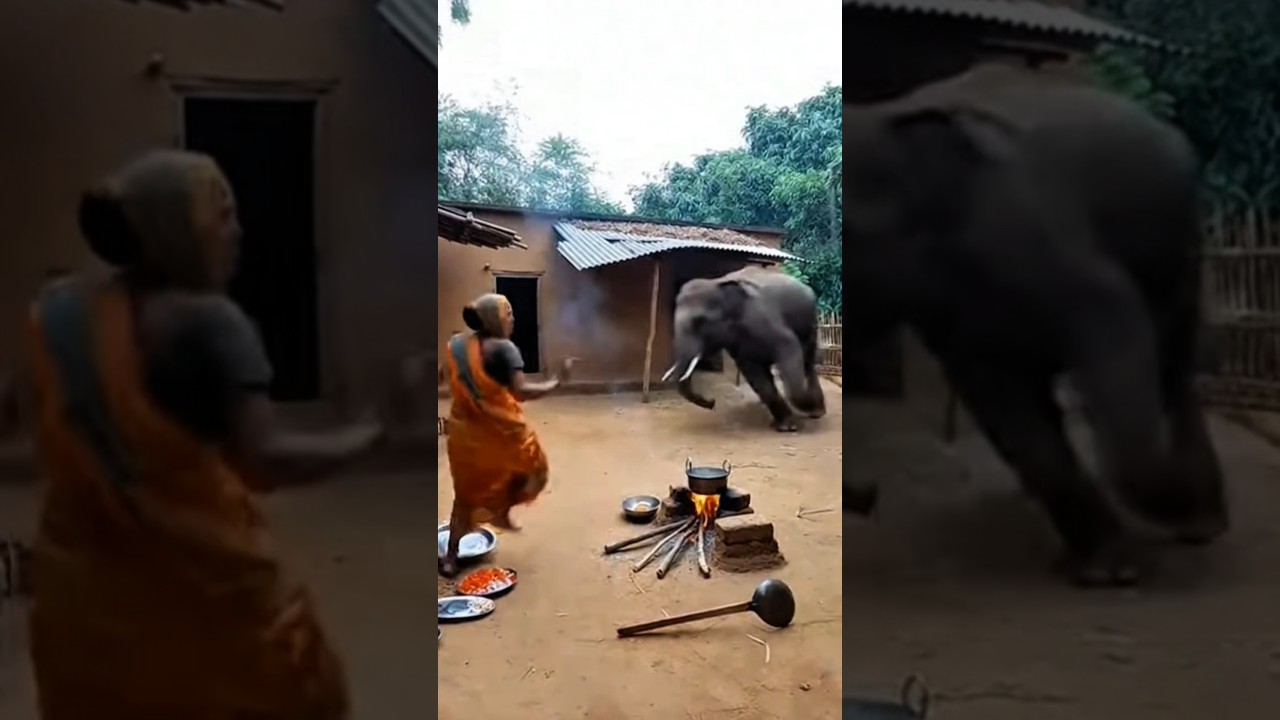 Two Wild Elephants Destroy Village House😱