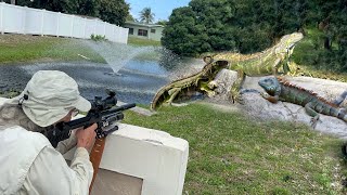 80% Sun and 100% Chance of Raining Iguanas! Air Gun iguana Removal Job!