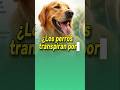 Mitos Y Hechos Del Mundo Animal Que Nadie Te Explicó 🤯 #animales #curiosidades #viral