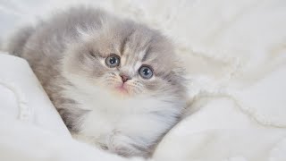 Scottish Fold Longhair Female with Blue Mackerel Tabby & White