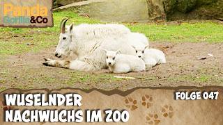 Schwerer Abschied im Zoo: Sanka zieht um | Panda, Gorilla & Co.