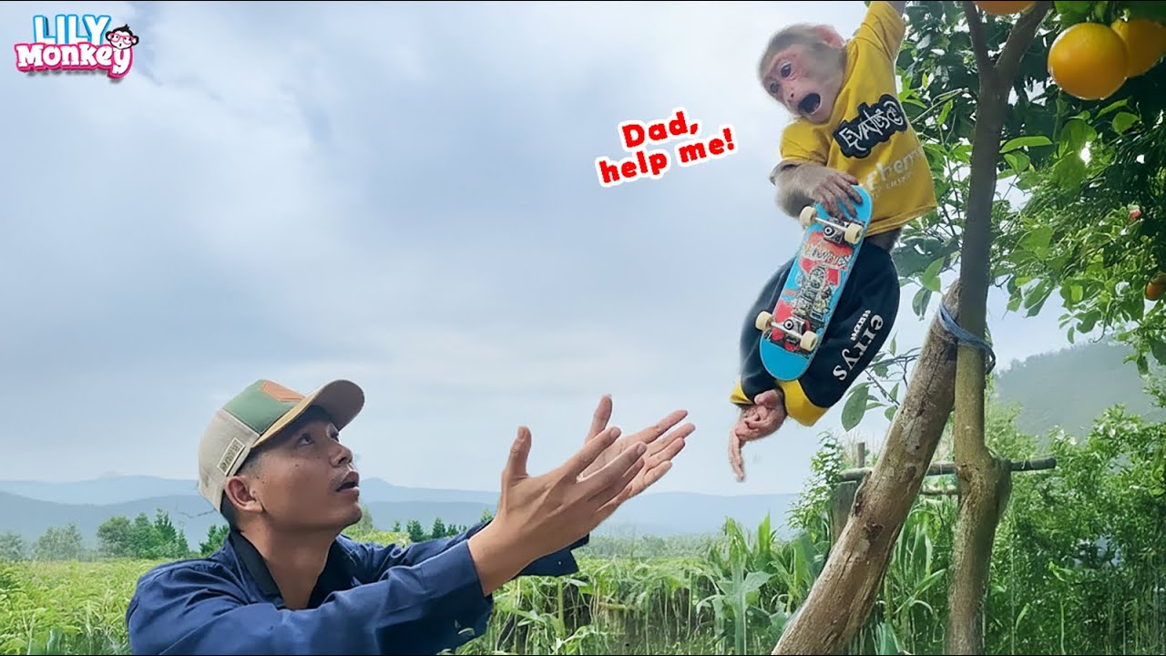 Oh no! Lily is in trouble and dad rushes to help her! | Lily's story