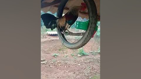 Los peb saib qaib dib seb 2020-2021 lom zem ua si nawk kwv tij nyiam qaib