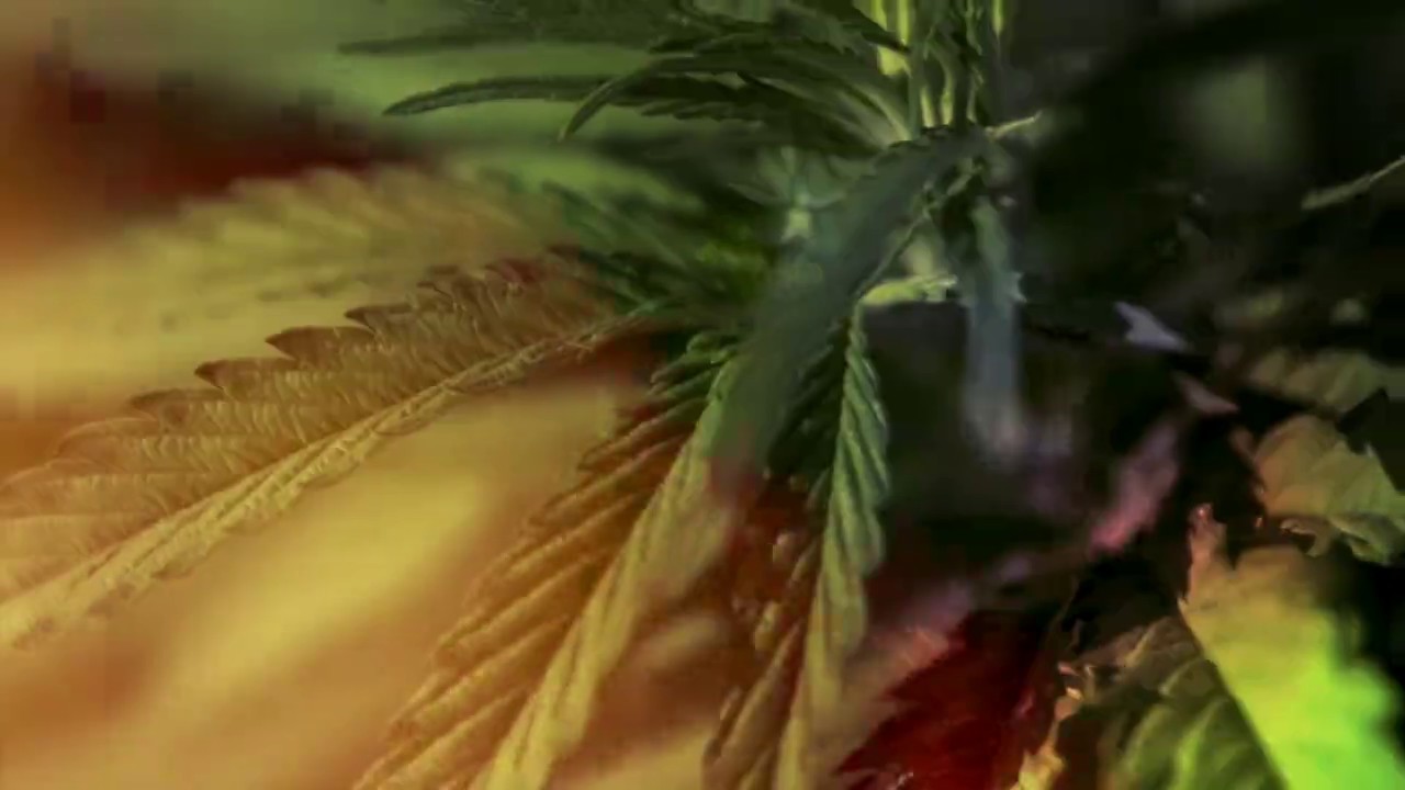 Entourage Terpenes and Flavonoids