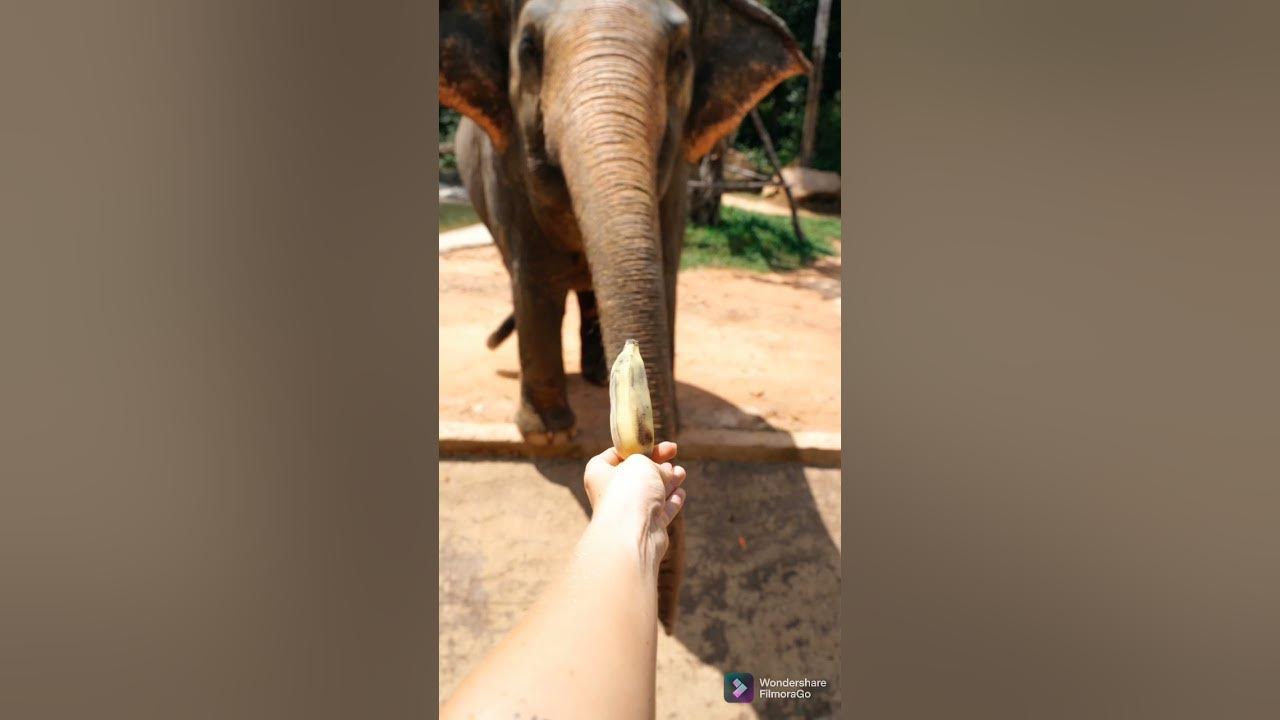 Elephant noise. Elephant trumpeting sound #shorts - YouTube