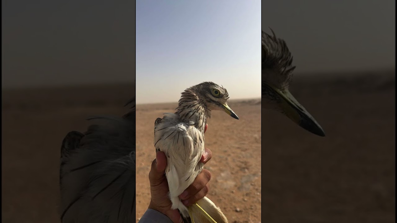 سنابات بن شنه : بن شنه في البراري 😱😂