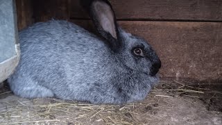 Кролики 🐇 Полтавское серебро