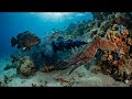 Octopus | Hashat Paa | Urdu Poem | آکٹوپس | ہشت پا | اُردو نظم